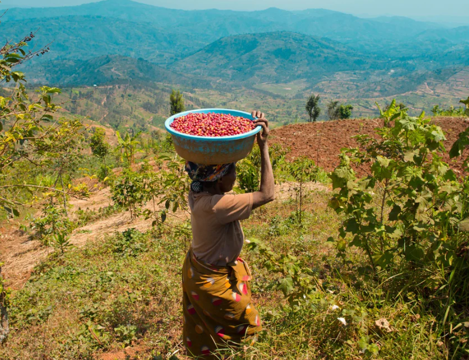 Rwanda Mugina Washing Station
