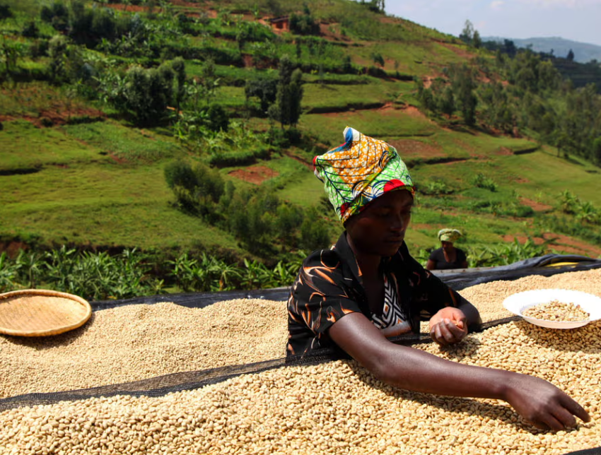 Rwanda Mugina Washing Station