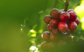 Tanzanian Peaberry AA Lyamungo Africa Plantation Kilimanjaro Estate