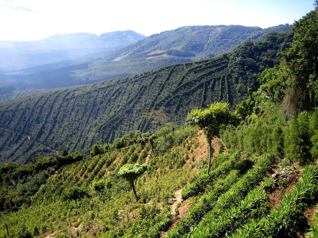 DECAF organic Mexican Chiapas Royal Select MWP - Fair Trade - green stock (local pickup only)