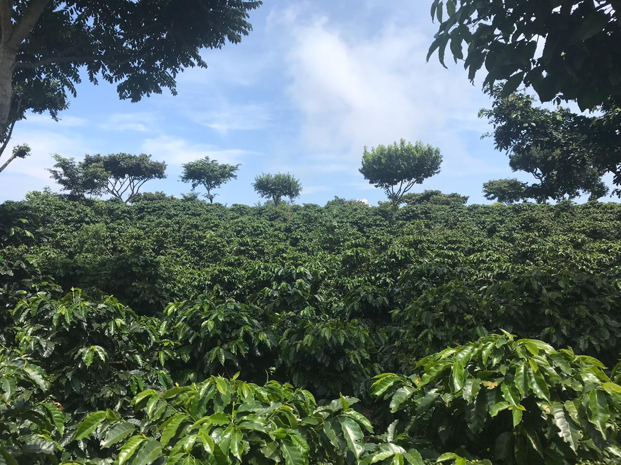 El Salvador Finca Rumania SHG
