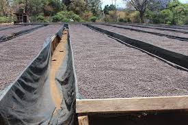 Tanzanian Peaberry AA Lyamungo Africa Plantation Kilimanjaro Estate