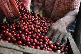 Organic FTO Timor Cooperativa Cafe Timor