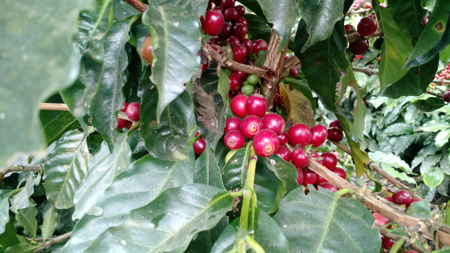 Organic FTO Timor Cooperativa Cafe Timor