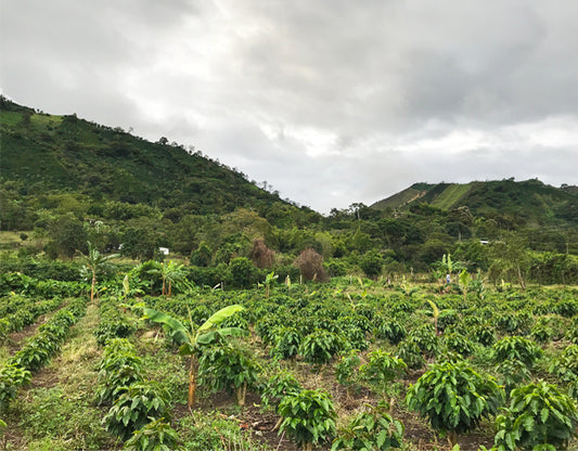 Organic Colombian Sierra Nevada Sol Naciente RFA (Rain Forest Alliance)