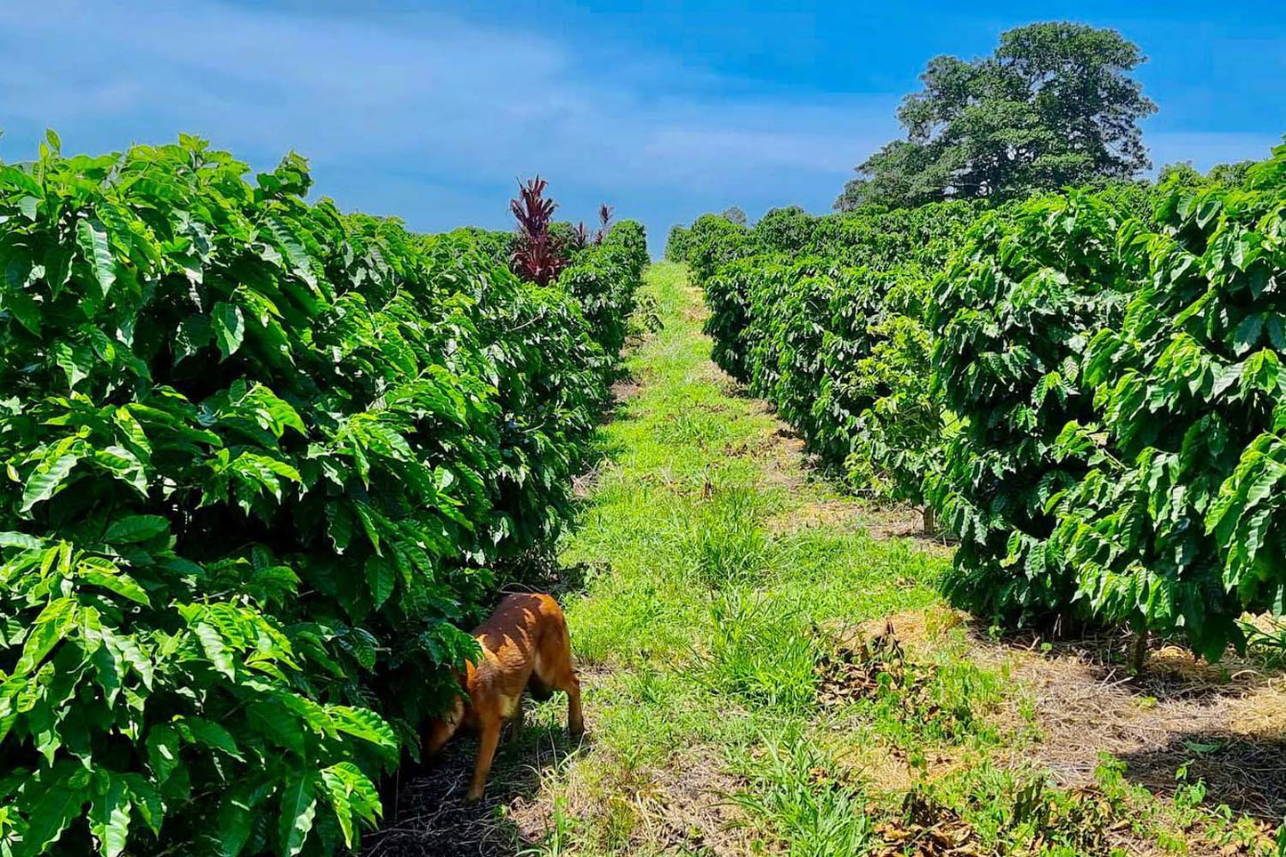 Guatemala SHB Huehuetenango - FAIR TRADE